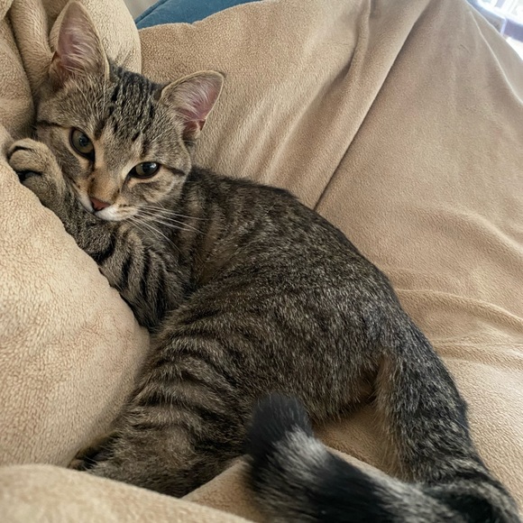 Meet your Posher, Darla - Picture 3 of 8